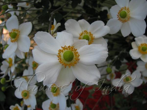 Hybrid Anemone