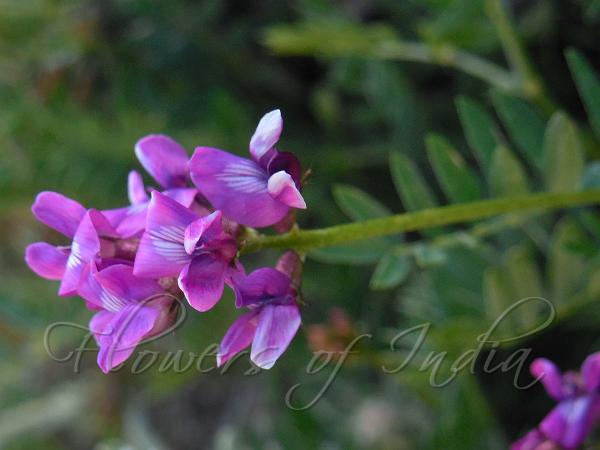 Hypoglottis Locoweed