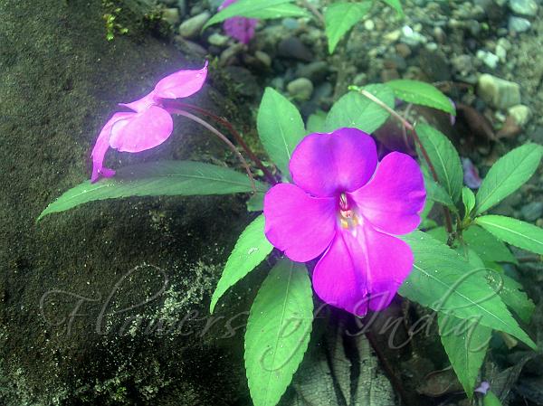 Indian Angel Balsam