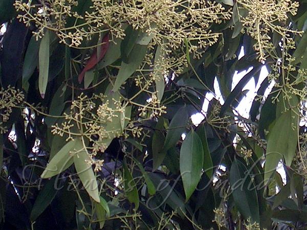 Indian Bay Leaf