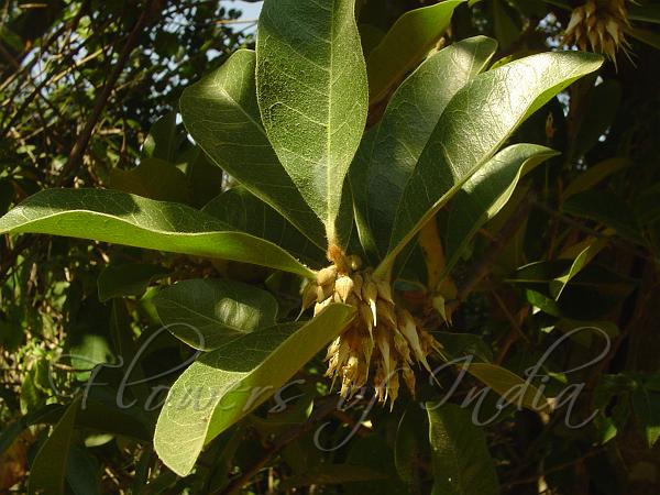 Indian Bully Tree