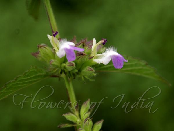 Indian Catmint
