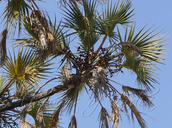Indian Doum Palm
