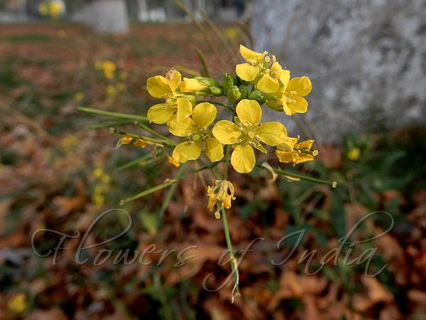 Indian Field-Cress
