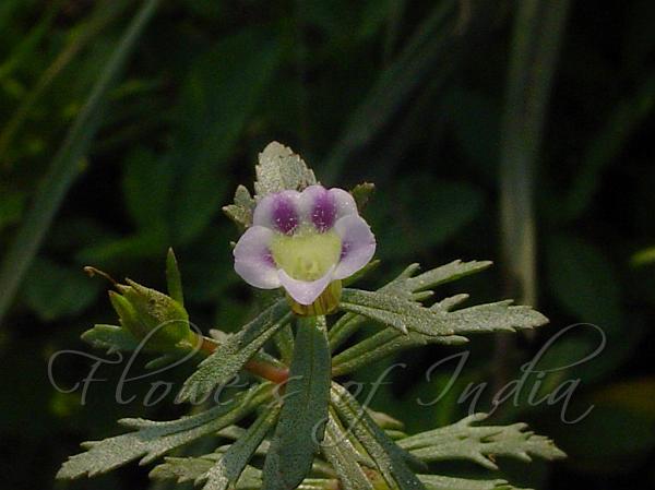 Indian Marshweed