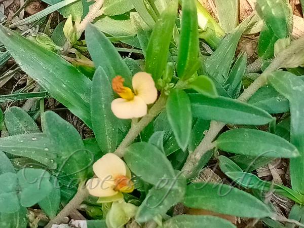 Indian Milkwort