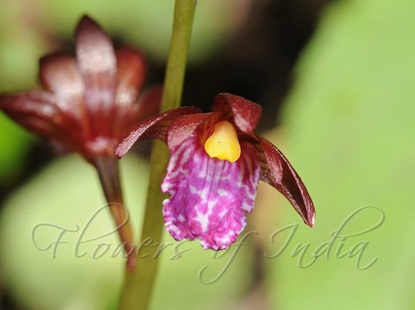 Indian Oreorchis