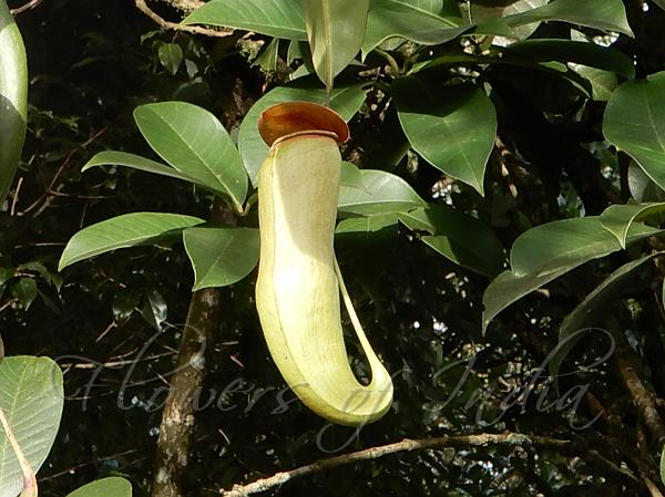 Indian Pitcher Plant