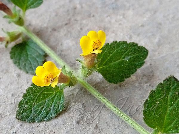 Indian Pout-Flower