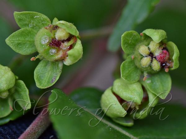 Indian Quassia