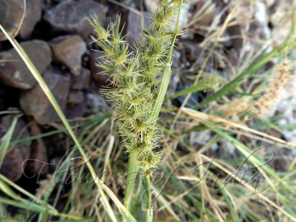 Indian Sandbur