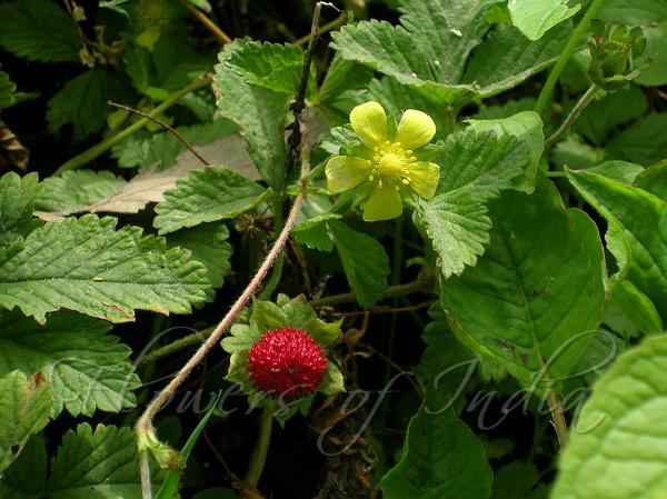 Indian Strawberry