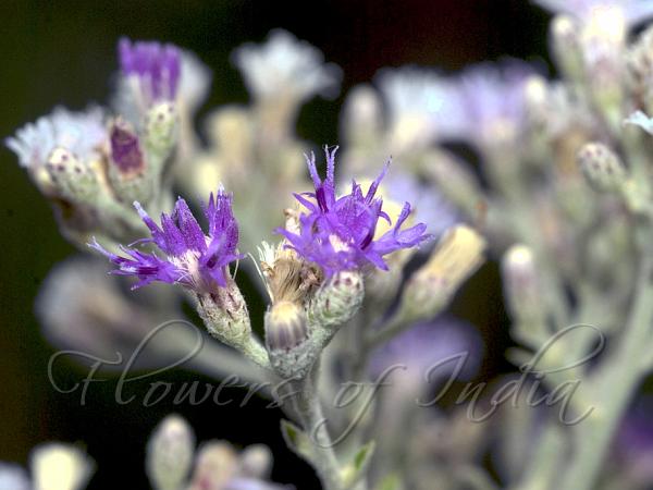 Indian Vernonia