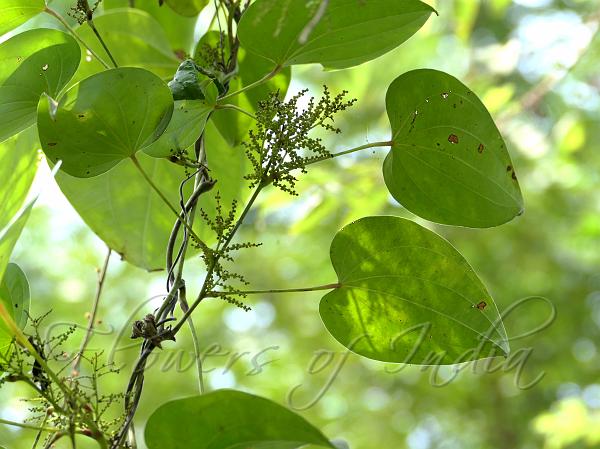 Indian Wild Yam