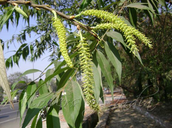 Indian Willow