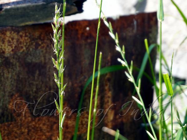 Italian Ryegrass