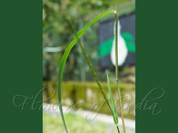 Itchgrass