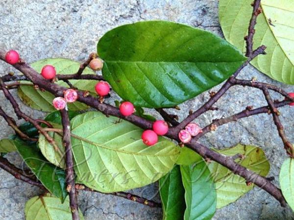Ivy Fig