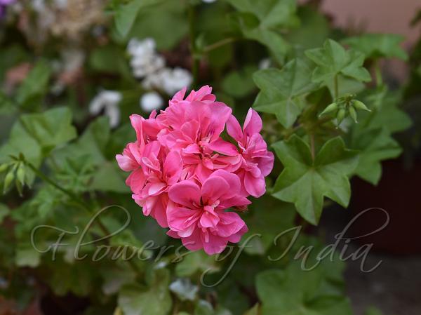 Ivy-Leaf Geranium