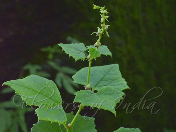 Ivy-Leaf Senecio