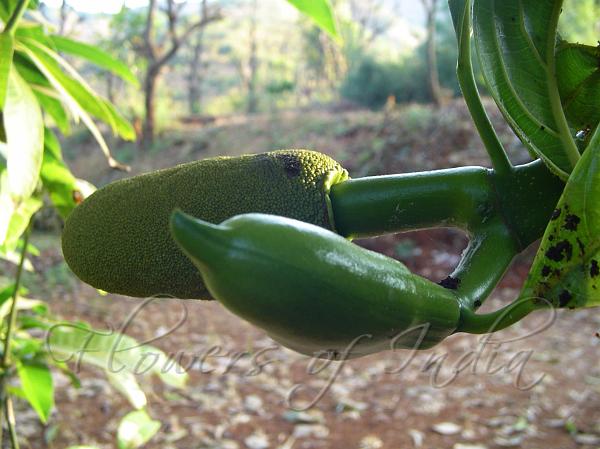Jackfruit