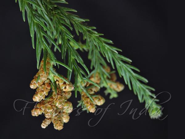 Japanese Cedar