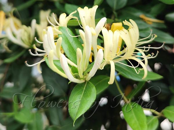 Japanese Honeysuckle