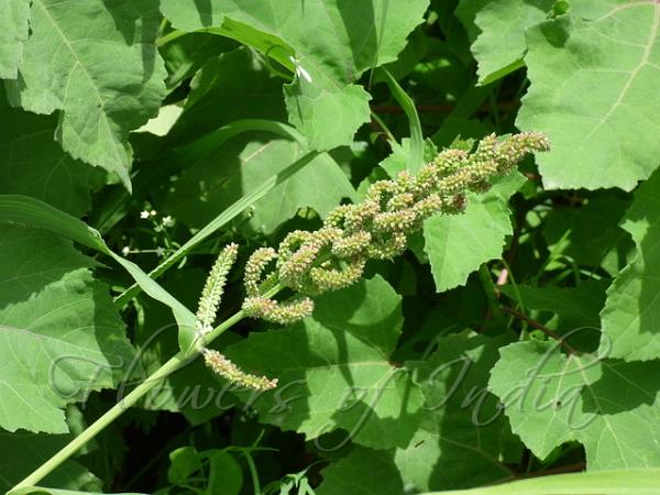 Japanese Millet