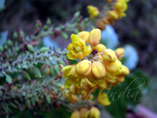 Jaunsar Barberry