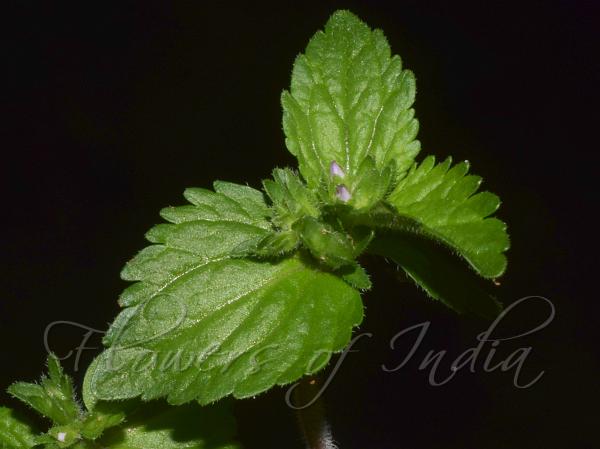 Java Speedwell