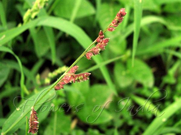 Jungle Rice