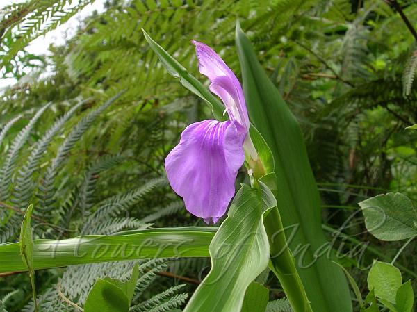 Kakoli Ginger