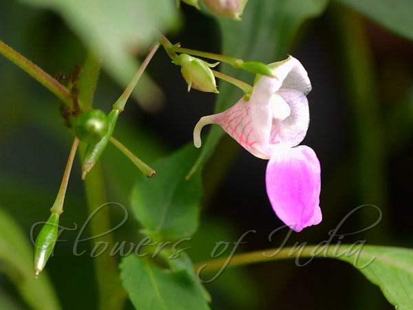 Kamrup Balsam