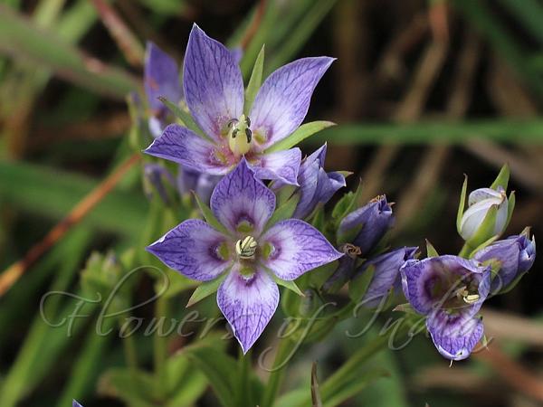 Kanara Blue Swertia