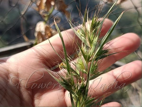 Kangaroo Grass