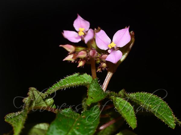 Kannur Sonerila