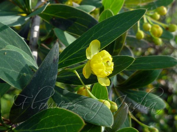 Kashmir Barberry