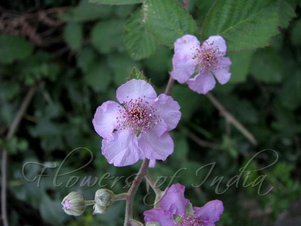 Kashmir Blackberry