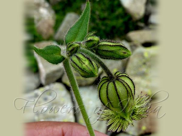 Kashmir Campion