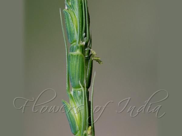 Kashmir Goat-Grass