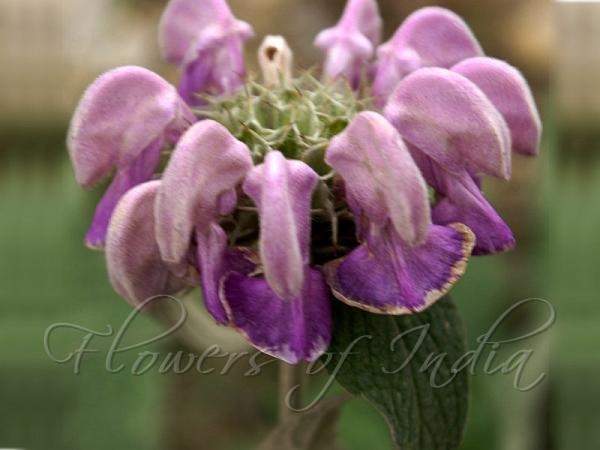 Kashmir Sage