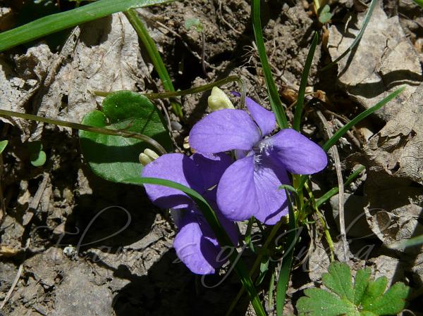 Kashmir Violet
