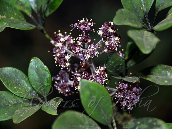 Kerala Schefflera