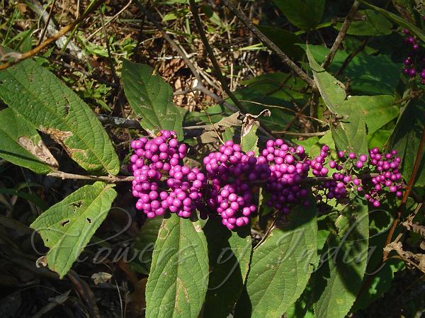 Khasi Beauty Berry