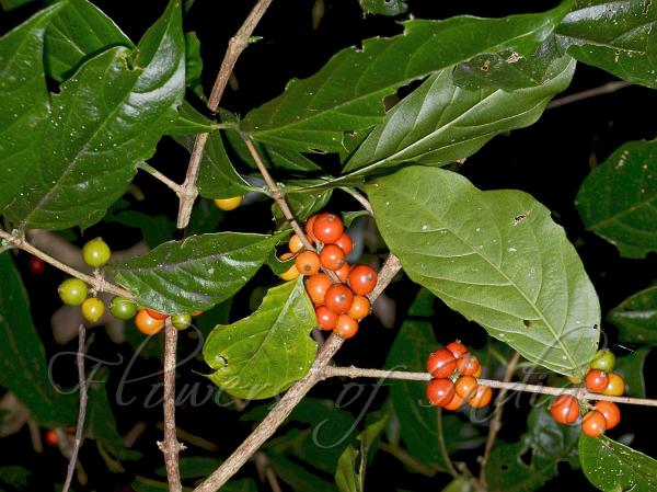 Khasi Coffee