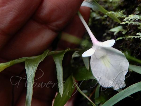 Khasi Orchid Ginger