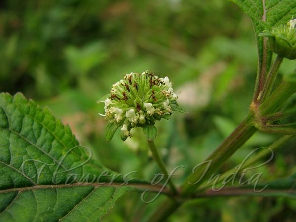 Knobweed