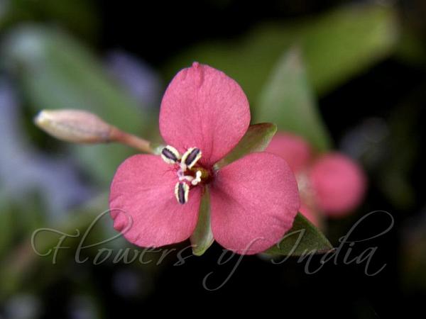 Konkan Dewflower