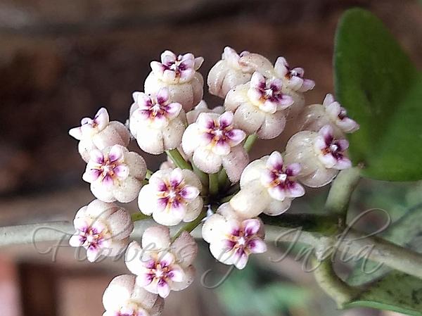 Konkan Wax Flower