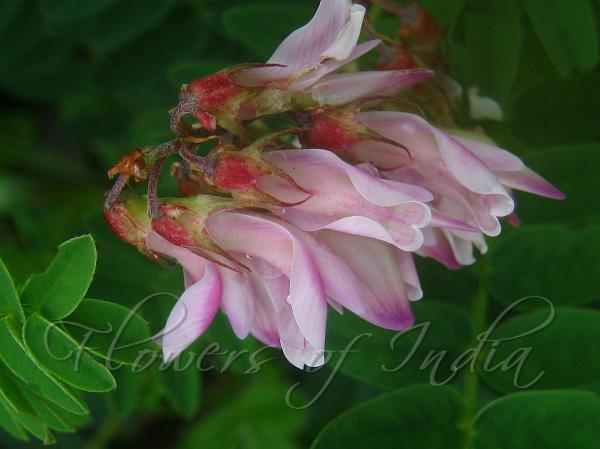 Lahaul Sweetvetch